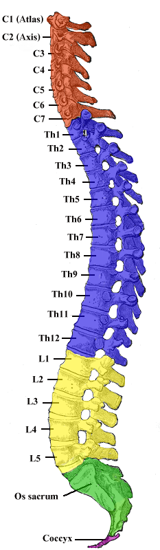 Gray 111_-_Vertebral_column-coloured
